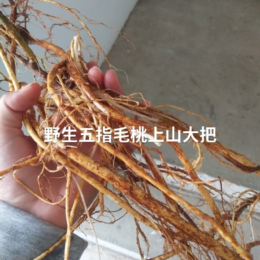 灵山县山上纯五指毛桃
