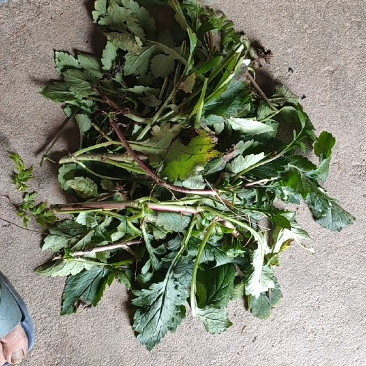 邵武市大量种植苦菜有收购的可以联系我