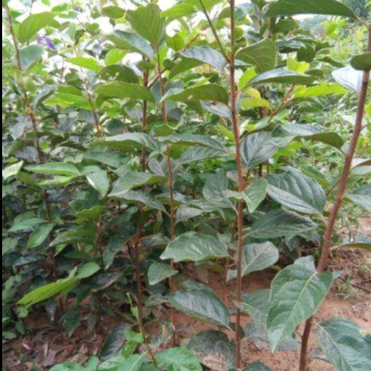 扶风县供应阳丰甜柿子苗，地径0.8公分以上高度60以上有需要的联系