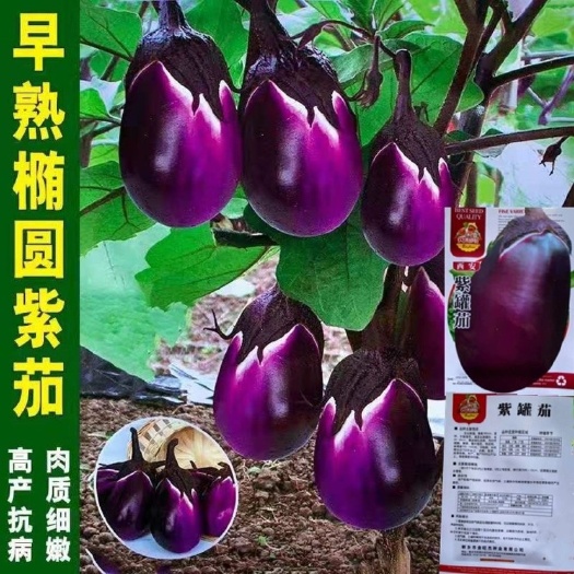 长沙【特大紫罐茄种籽油罐茄种子】中晚熟抗病大田茄子籽冬季大棚