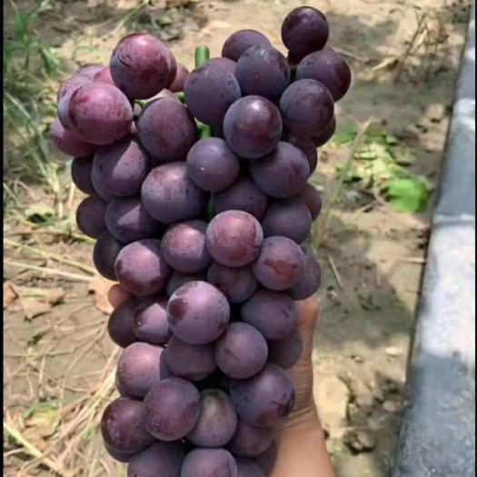 卢龙县丛林玫瑰葡萄种苗，早熟，自然大颗粒，玫瑰香型，糖度高，耐储运