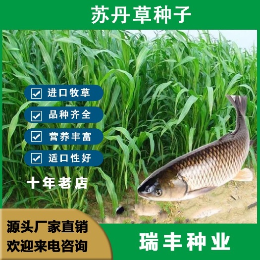 苏丹草种子 养鱼牧草种子养殖草鱼吃的草籽养殖畜牧牛羊鱼草