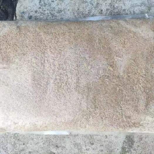 西充县有冻黑水虻虫卖！
