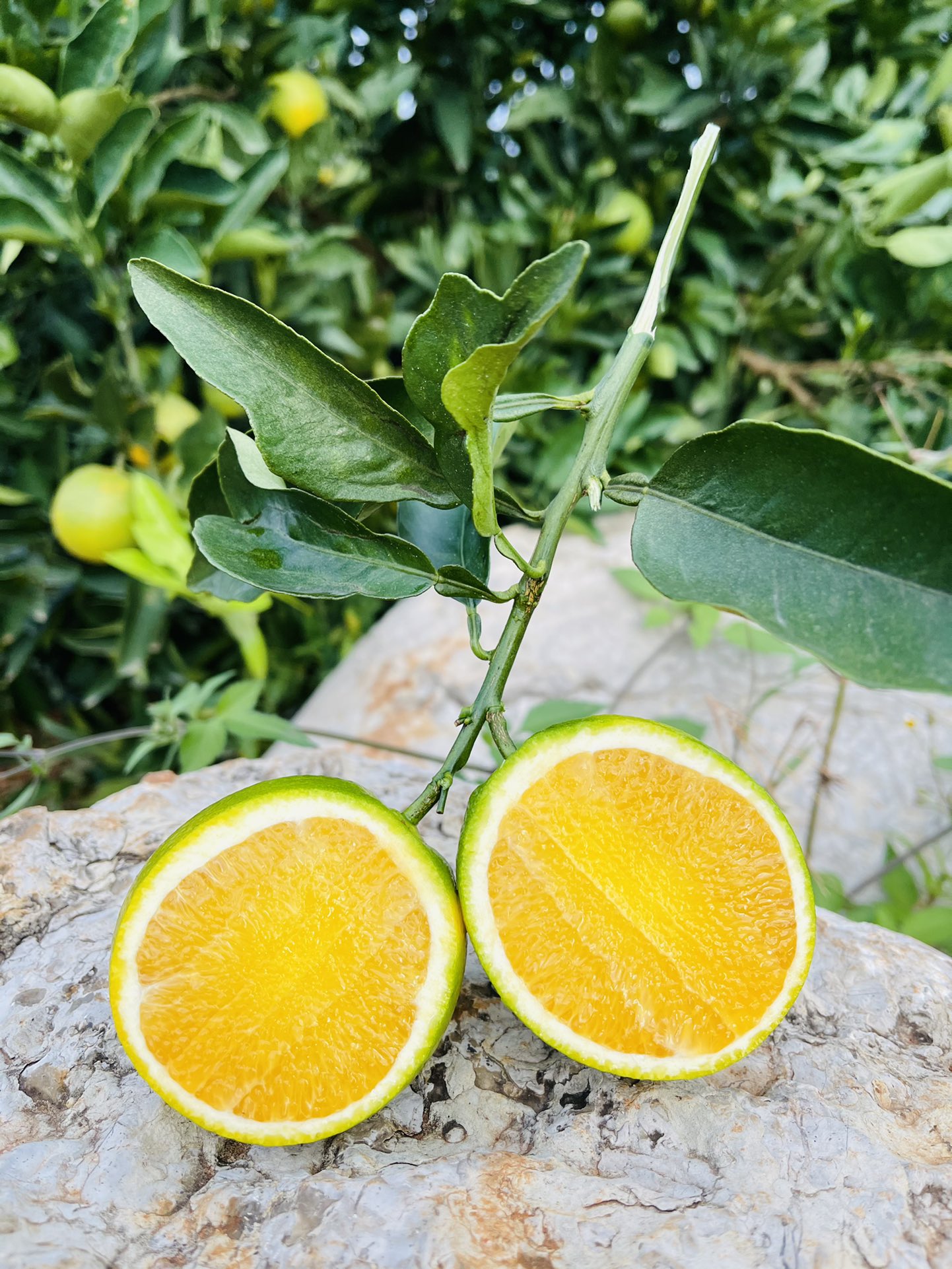 云南高原青橙（冰糖橙）哀牢山冰糖橙