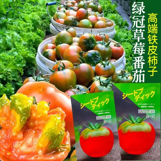宿迁绿冠番茄种子草莓番茄种子高端铁皮柿子 綠福绿肩番茄种子