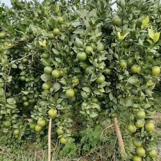 双牌县【好吃】皇帝柑新鲜水果当季柑橘薄皮大果贡柑桔子甜包邮
