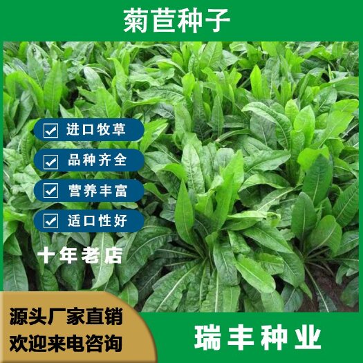 东海县菊苣种子大叶多年生兔子草种猪牛鱼鸡鸭鹅爱吃的养殖四季牧草种籽