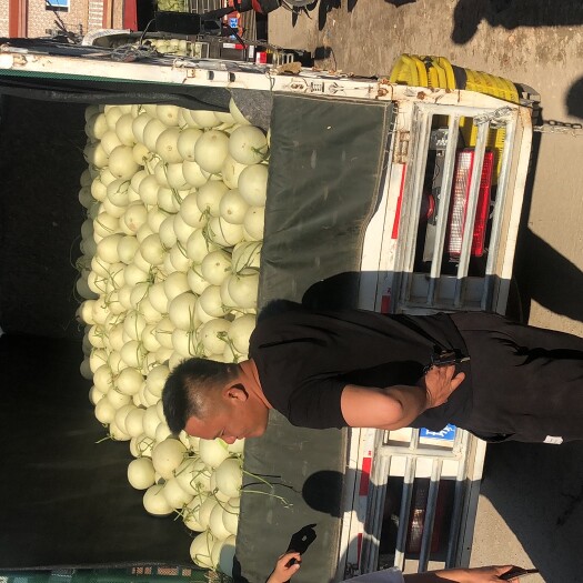 陵水县玉菇甜瓜大量有货