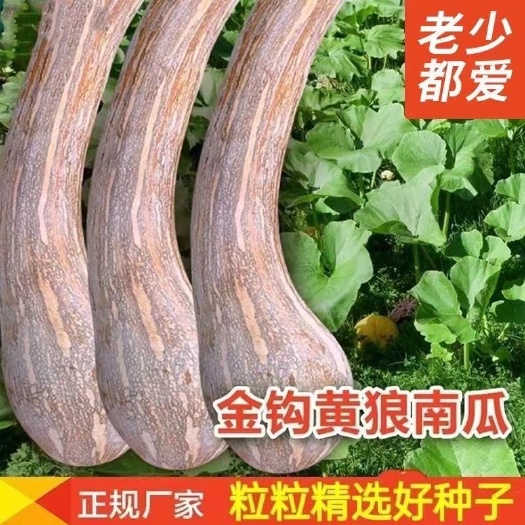 长沙精品金钩南瓜种子南狼南瓜超甜香糯干面庭院阳台春秋蔬菜种子籽孑
