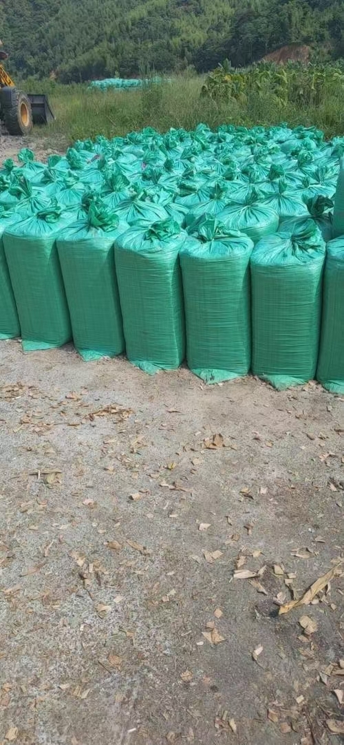 鄂托克旗全株含玉米籽玉米草 玉米青贮草 大量青储玉米饲草供应低价处理