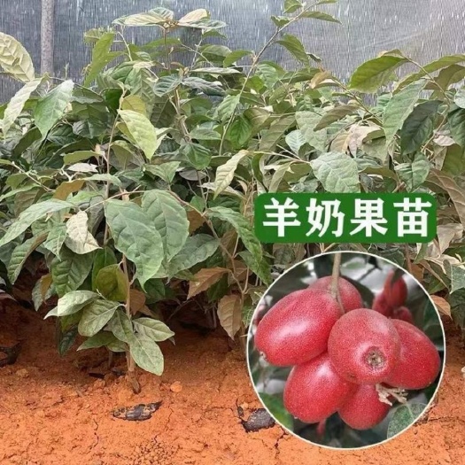 灵山县德甜二号羊奶果树苗纯甜羊奶大果胡颓子羊奶果苗盆栽地栽庭院种植