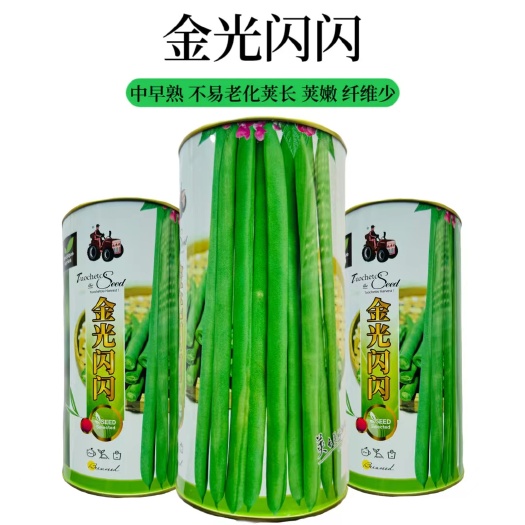 沭阳县拖车头金色光闪闪小金豆种子菜豆芸豆种籽中早熟荚扁圆形春秋播