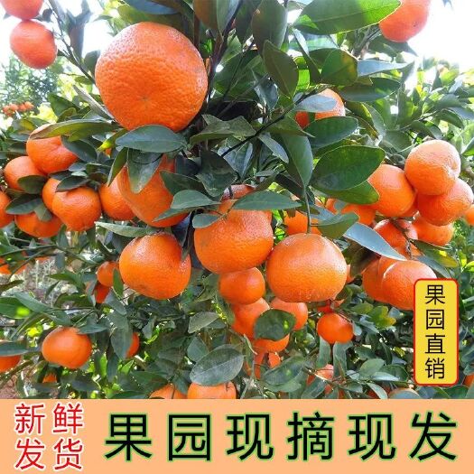 西林县广西西林县古障镇沙糖桔不打蜡代办电商超市批发砂糖橘产地直销