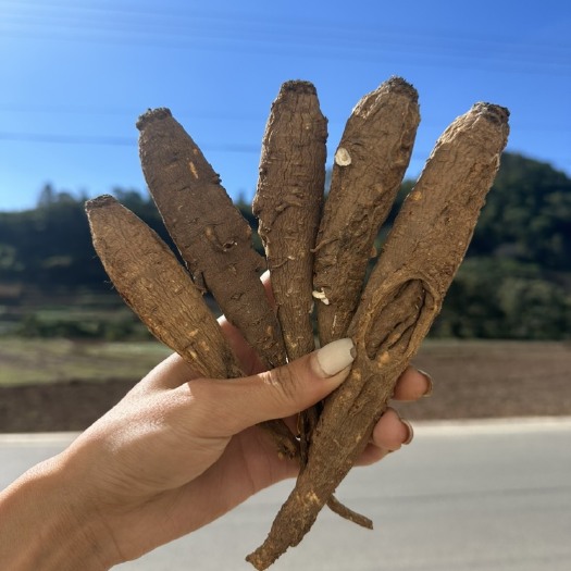 甜当归，干当归，当归，菜当归，药当归，西归，大凉山 全国包邮