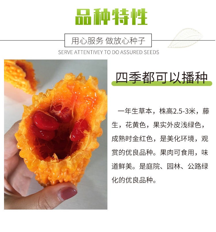 水果小癞瓜金铃子赖葡萄种子黄金小苦瓜四季爬藤阳台盆栽水果种子