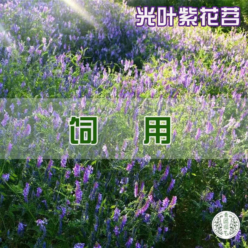 绿肥种子苕子种光叶紫花苕野豌豆果园紫花苕养蜂蜜源草种子毛苕子