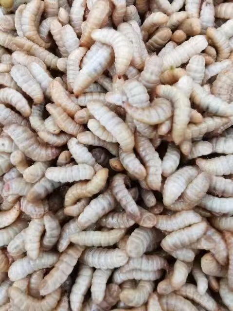 江门黑水虻鲜虫