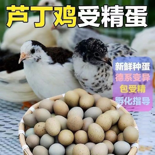 惠州芦丁鸡种蛋一件代发