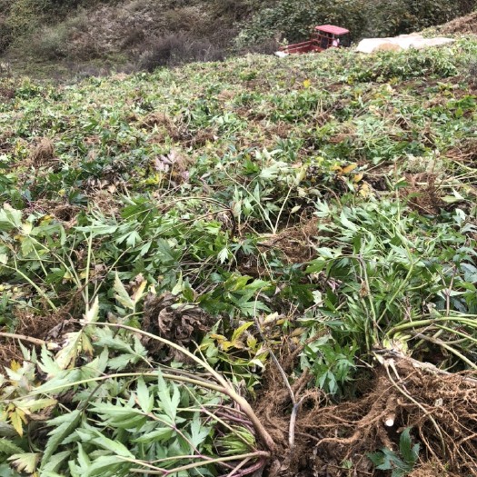甘洛县当归、大量现货供应、有想法的老板赶紧联系我