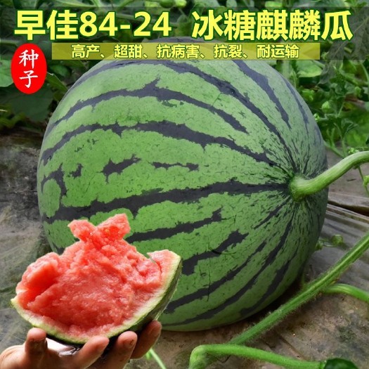 麒麟8424西瓜种子杂交西瓜种籽早熟圆型大果红壤水果大西瓜种