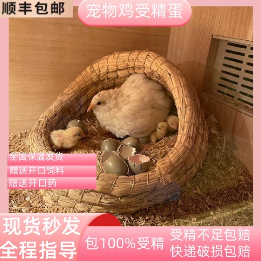 龙川县芦丁鸡种蛋德系混发高￼孵化率