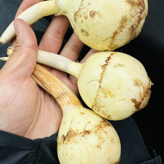 曲靖1000亩茨菇基地，自产自销，最低的价格最高的品质，全国发货