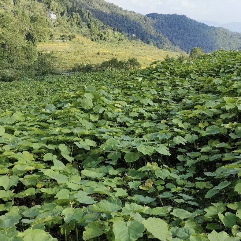 油桐杯苗常年大量批发供应，货源充足手续齐全