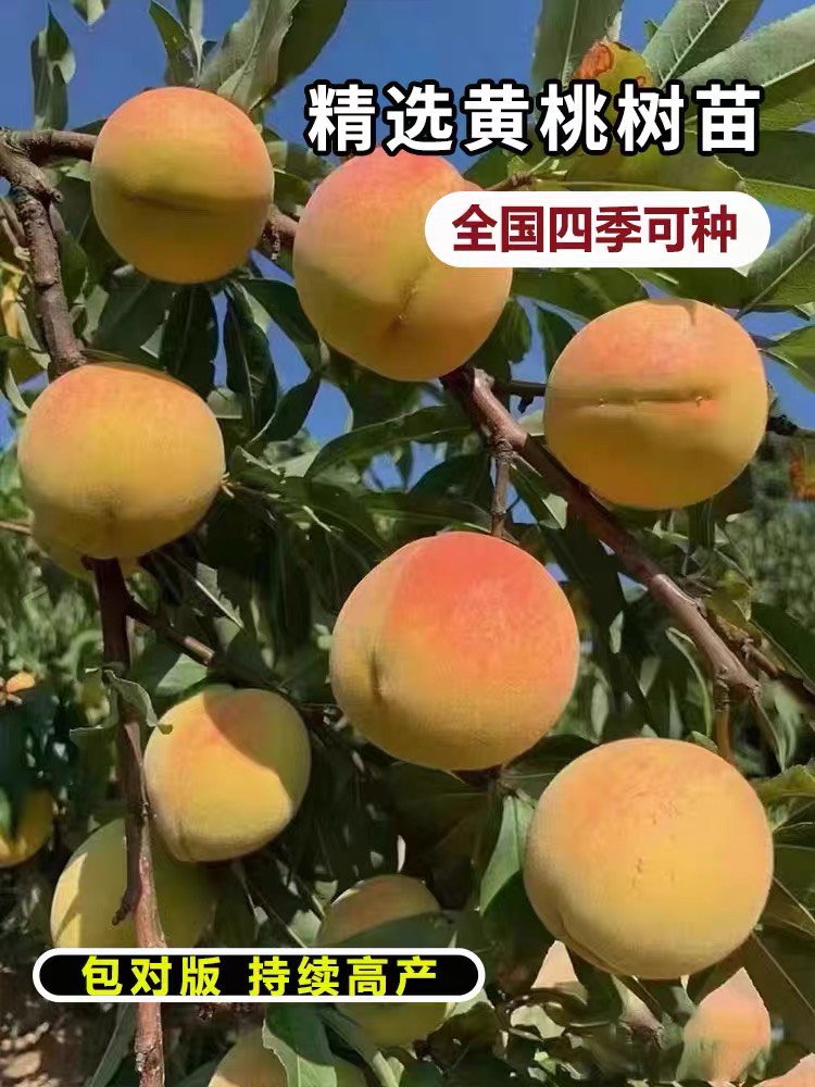 锦绣黄桃树苗嫁接桃树苗黄肉桃子树苗南方北方种植当年结果苗