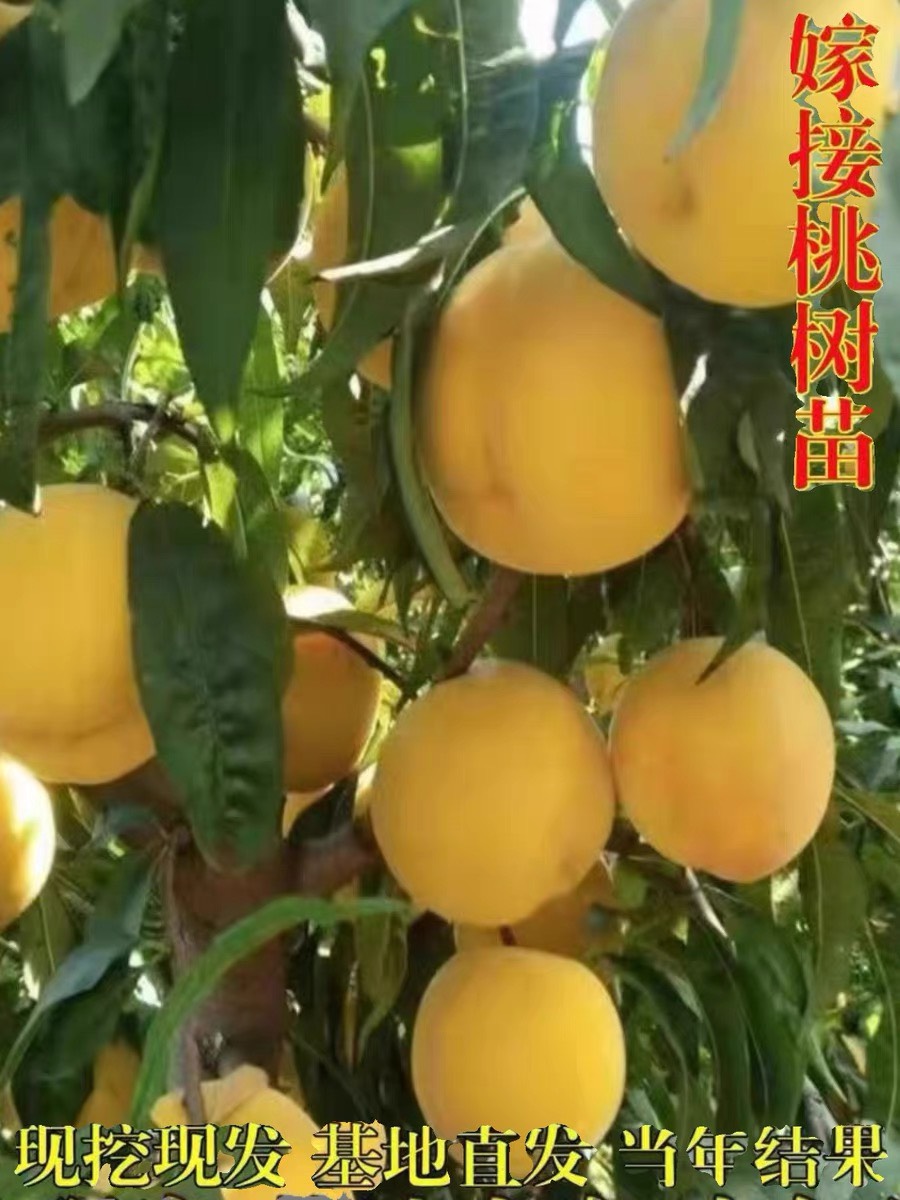 锦绣黄桃树苗嫁接桃树苗黄肉桃子树苗南方北方种植当年结果苗