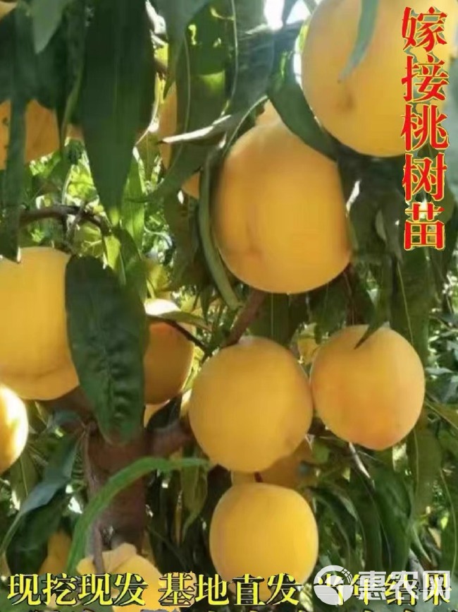 锦绣黄桃树苗嫁接桃树苗黄肉桃子树苗南方北方种植当年结果苗