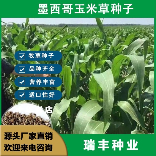 东海县墨西哥玉米草种子 玉米草 牧草种子 养殖猪羊牛鱼兔牧草种子籽