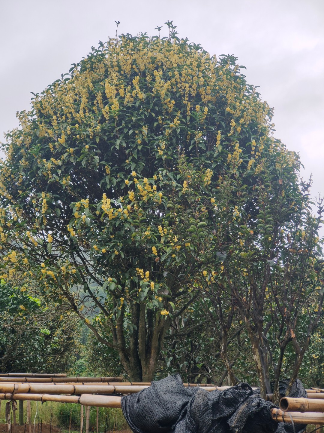 紫叶碧桃桂花树