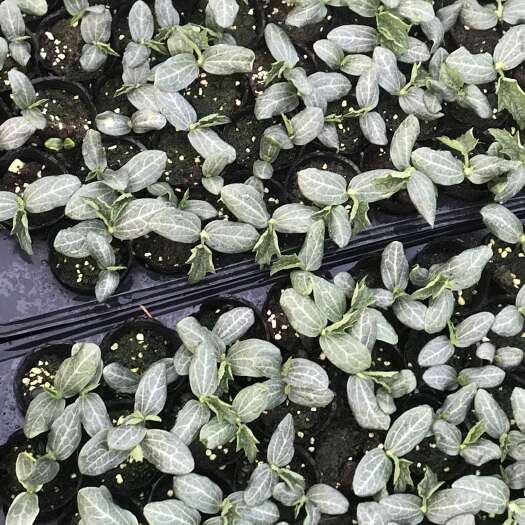 新沂市西瓜育苗基质 草莓育苗基质 无土栽培