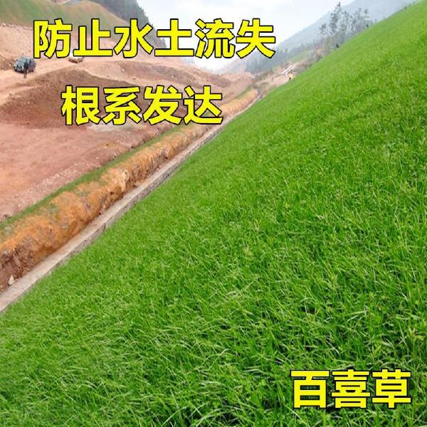 百喜草种子 道路护坡 水土保持 牧草草籽 公路 堤坝绿化草坪