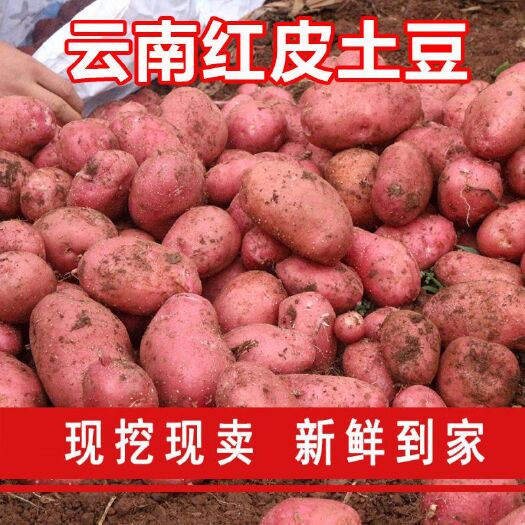 富民县红皮黄心大土豆更香更糯农家自种老品种大洋芋高原现挖马铃薯