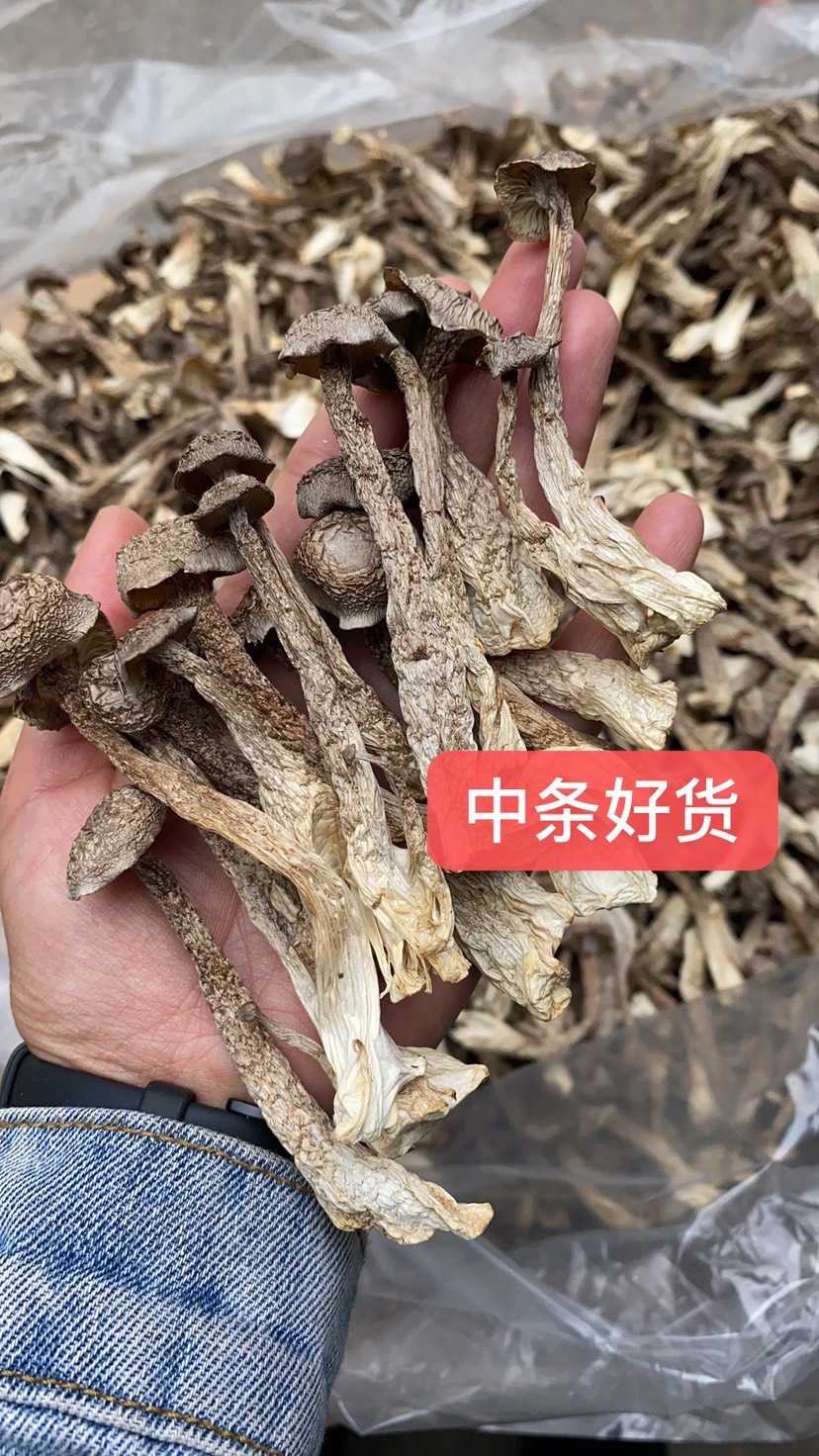 切根鹿茸菇产地一手货源 无硫干度好 可视频看货 有量有价