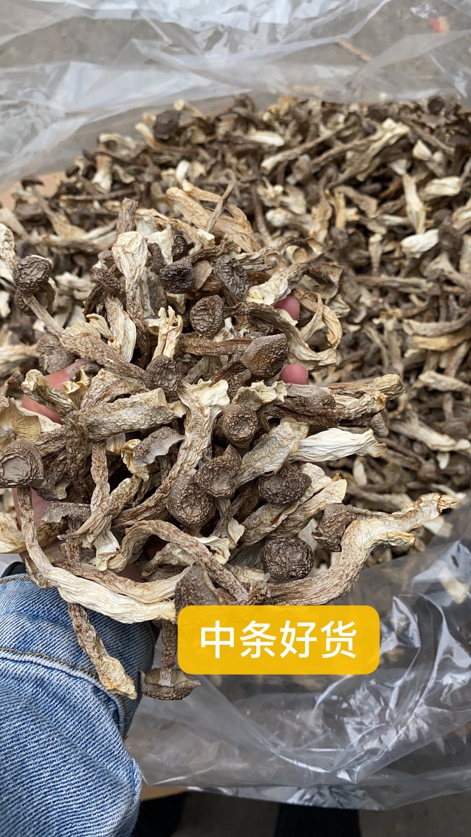 切根鹿茸菇产地一手货源 无硫干度好 可视频看货 有量有价