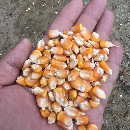 腾冲市云南瑞丽，大量干玉米粒，水份14以下