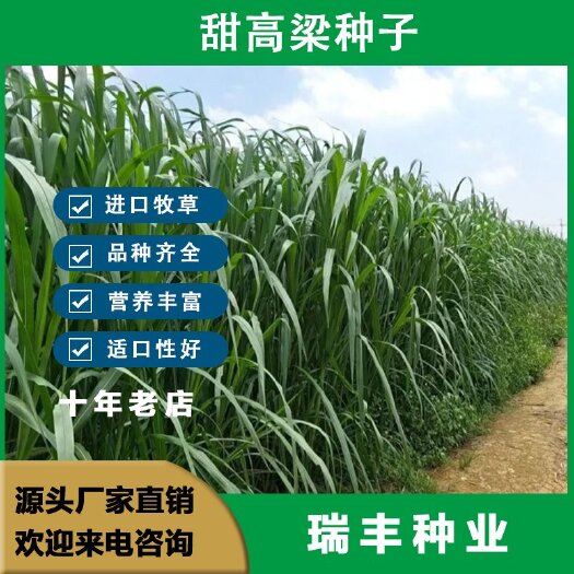 东海县甜高梁种子 饲用甜高粱 牧草种子 养殖牧草种子甜高粱种子