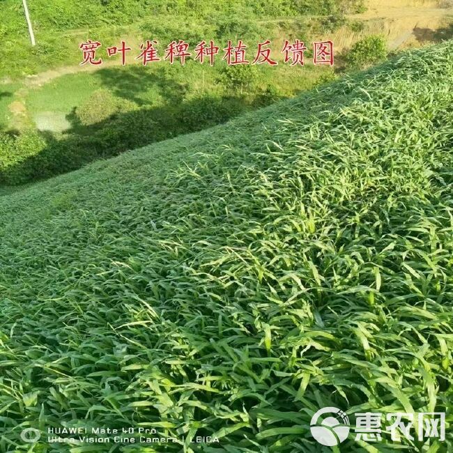 百喜草种子 道路护坡 水土保持 牧草草籽 公路 堤坝绿化草坪