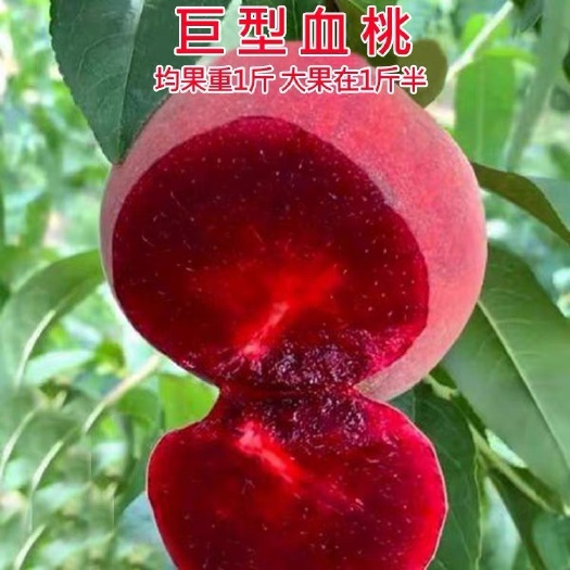平邑县特大巨型红肉血桃苗早熟晚熟桃子苗嫁接桃树苗南北方种植当年结果