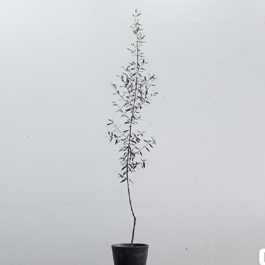 陇南油橄榄果树苗地栽盆栽北欧ins风（非实价）私聊谈