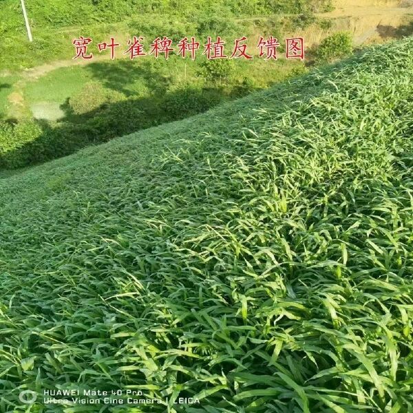 百喜草种子 道路护坡 水土保持 牧草草籽 公路 堤坝绿化草坪