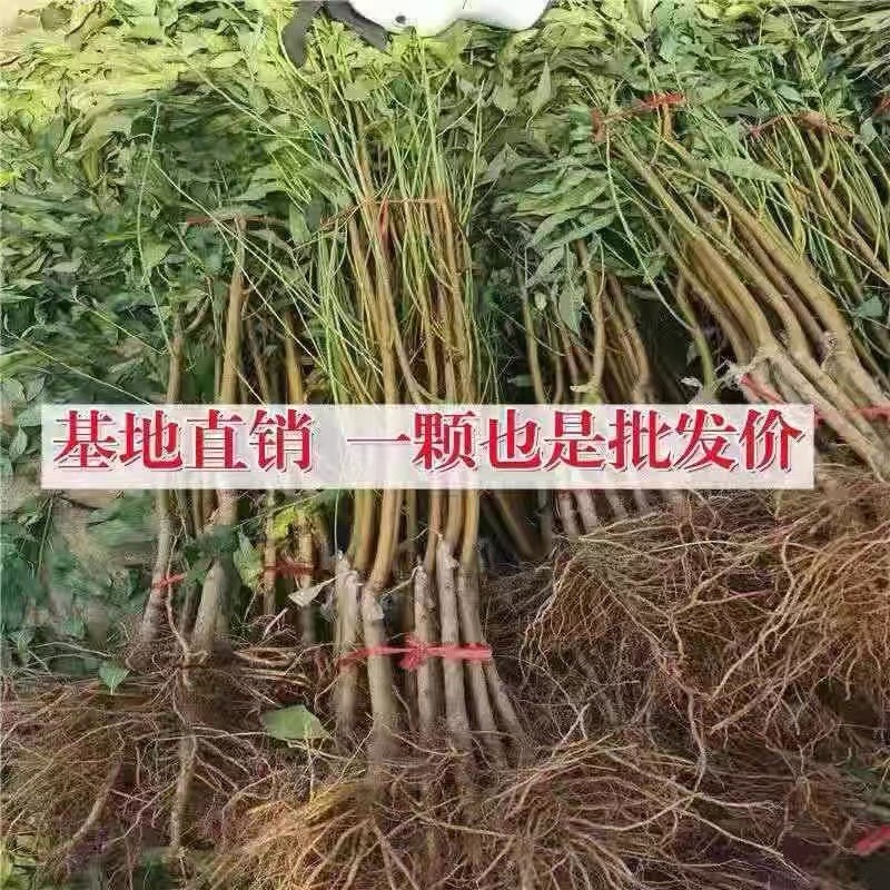 锦绣黄桃树苗嫁接桃树苗黄肉桃子树苗南方北方种植当年结果苗