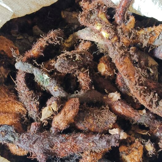 来宾骨碎补鲜货