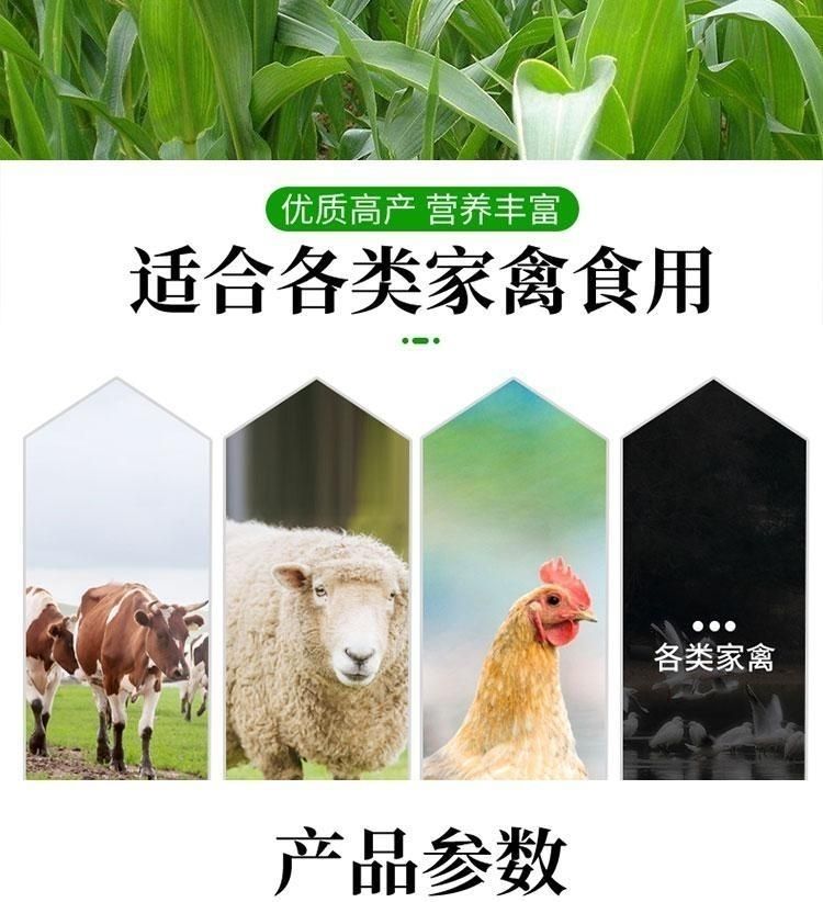 甜高梁种子 饲用甜高粱 牧草种子 养殖牧草种子甜高粱种子