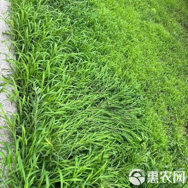 百喜草种子 道路护坡 水土保持 牧草草籽 公路 堤坝绿化草坪