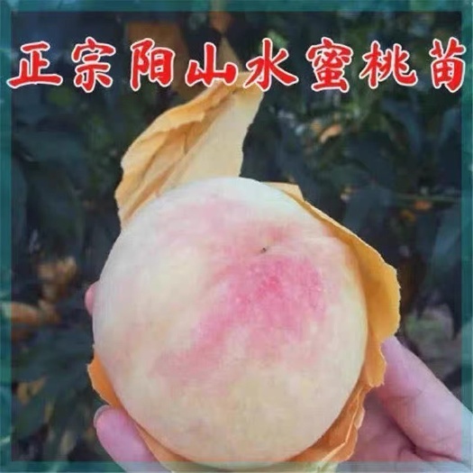 平邑县水蜜桃苗阳山水蜜桃苗树桃树特大嫁接地栽盆栽当年结果