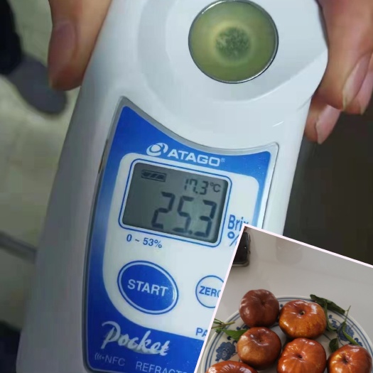 泰安油蟠桃枣树苗 种植当年结果