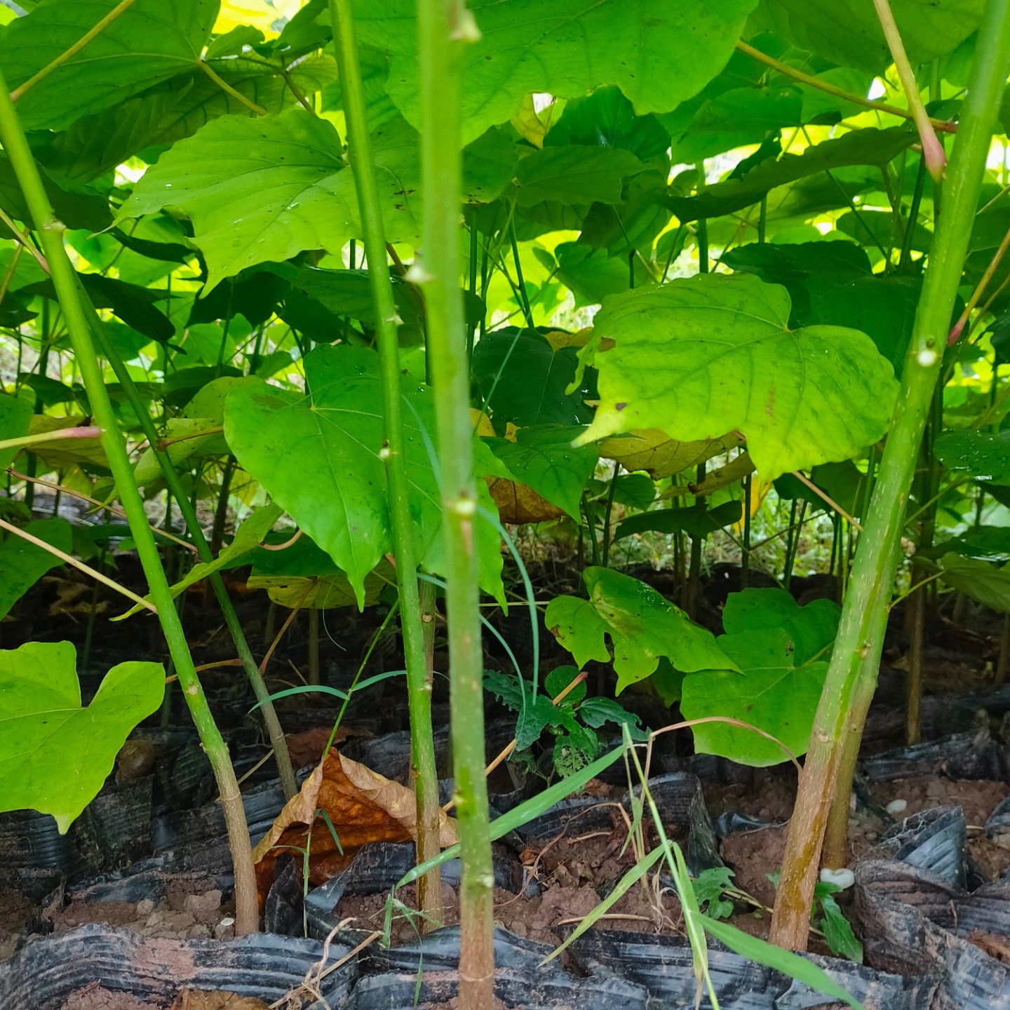 油桐杯苗常年大量批发供应，货源充足手续齐全